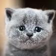 kucing nahled
